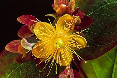 《龙腾世纪：影障守护者》同伴之间会相互恋爱